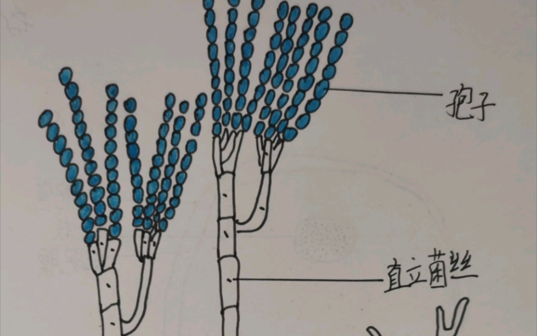 学生绘画作品系列之青霉的结构(人教版初中生物八年级上册细菌和真菌)