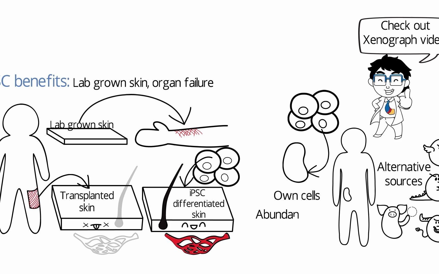 【iPSC】3分钟带你了解诱导多能干细胞哔哩哔哩bilibili