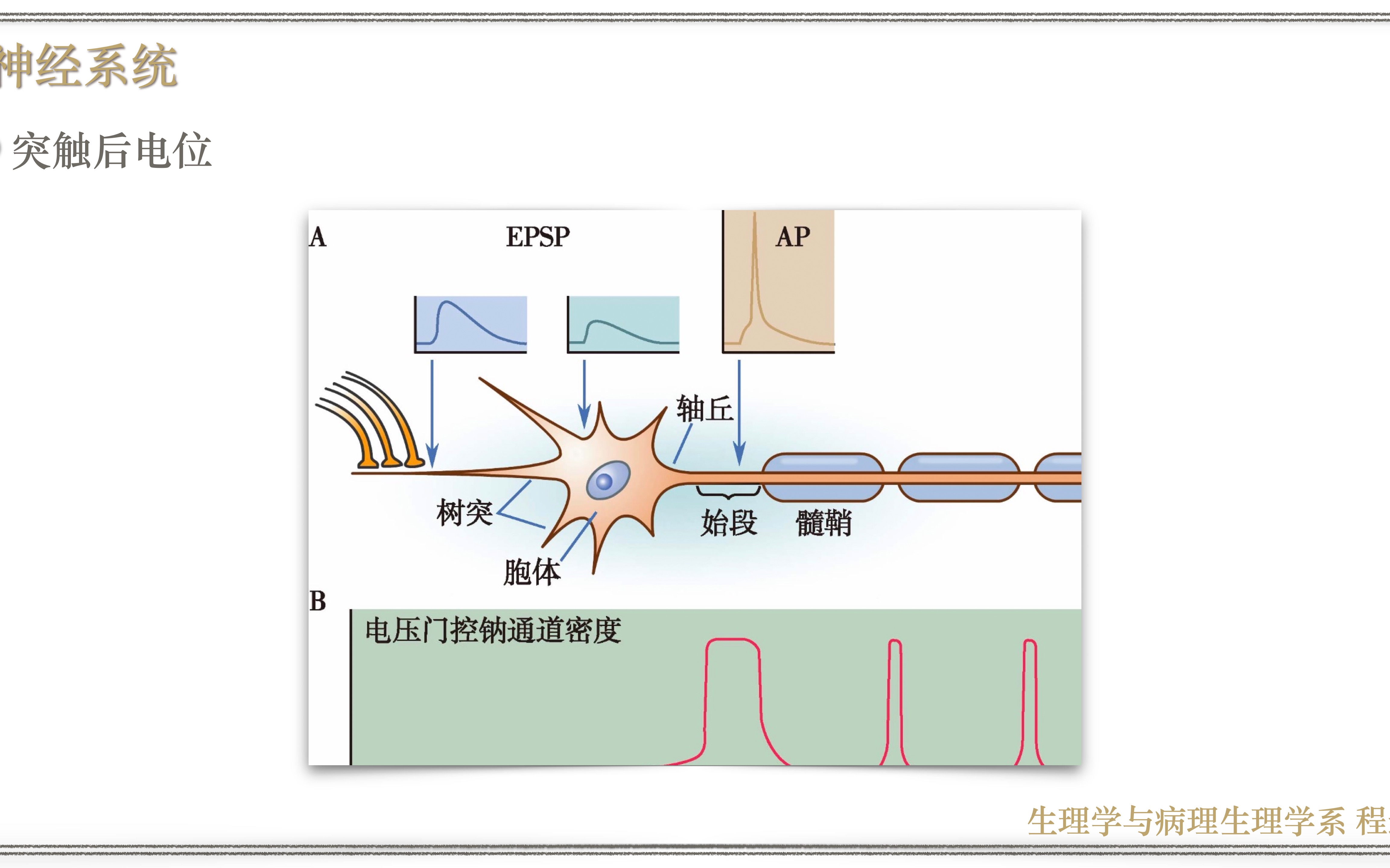 神经系统6突触后电位哔哩哔哩bilibili