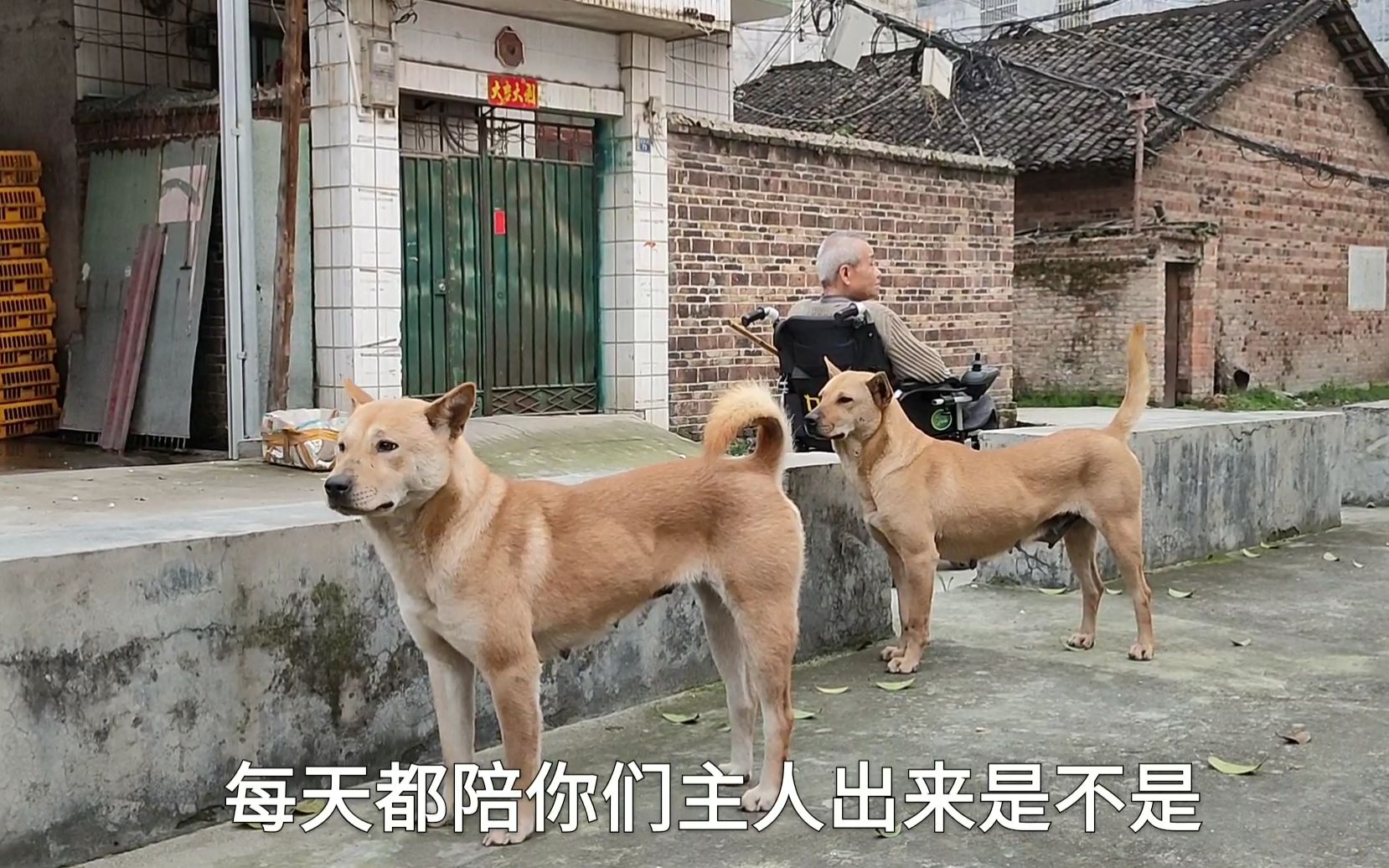 在村里偶遇几只田园犬,品相好颜值高还特忠诚,陪伴主人寸步不离哔哩哔哩bilibili