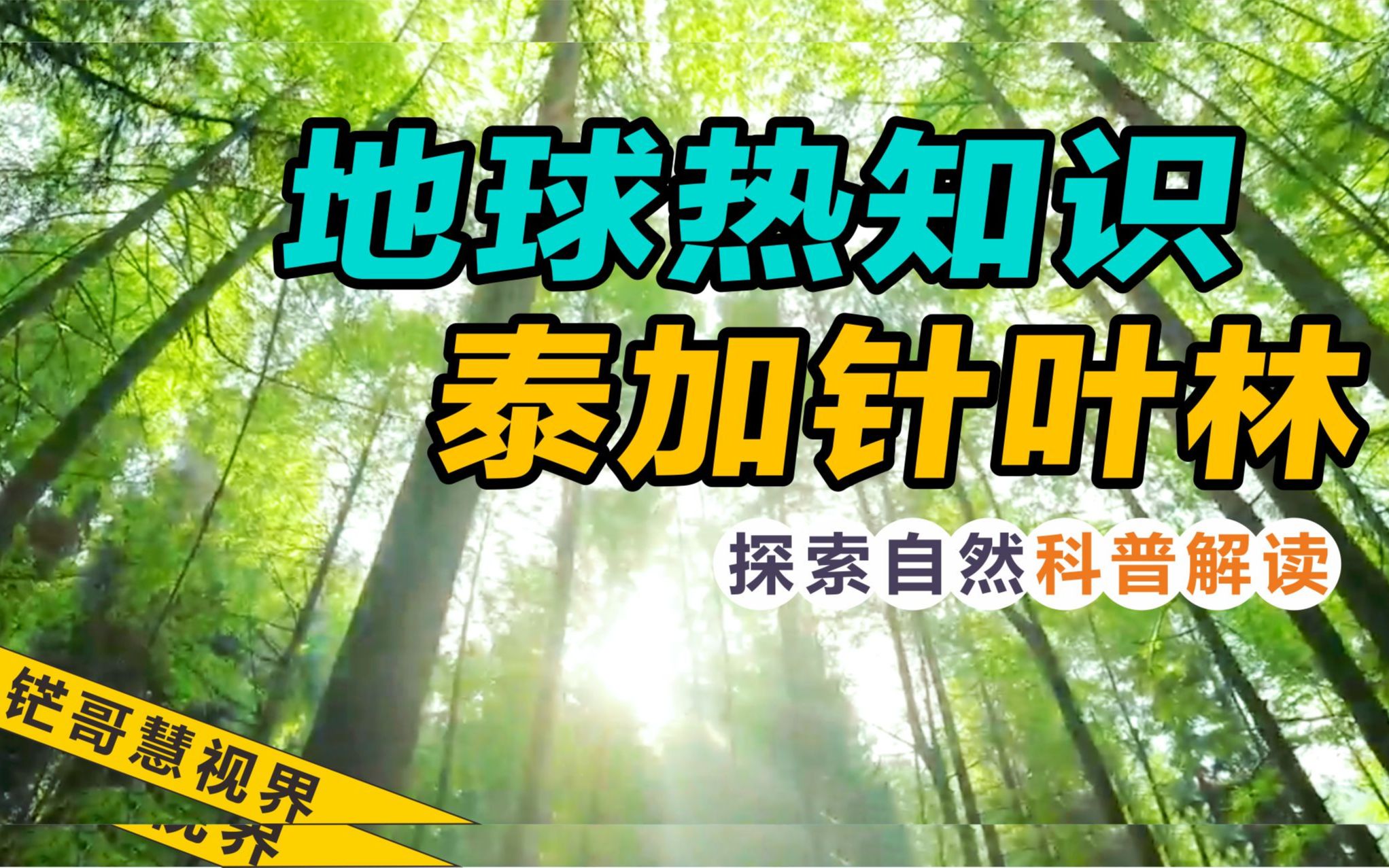 [图]地球热知识，泰加针叶林。地球最浩瀚林带，占全球树木总量的1/3