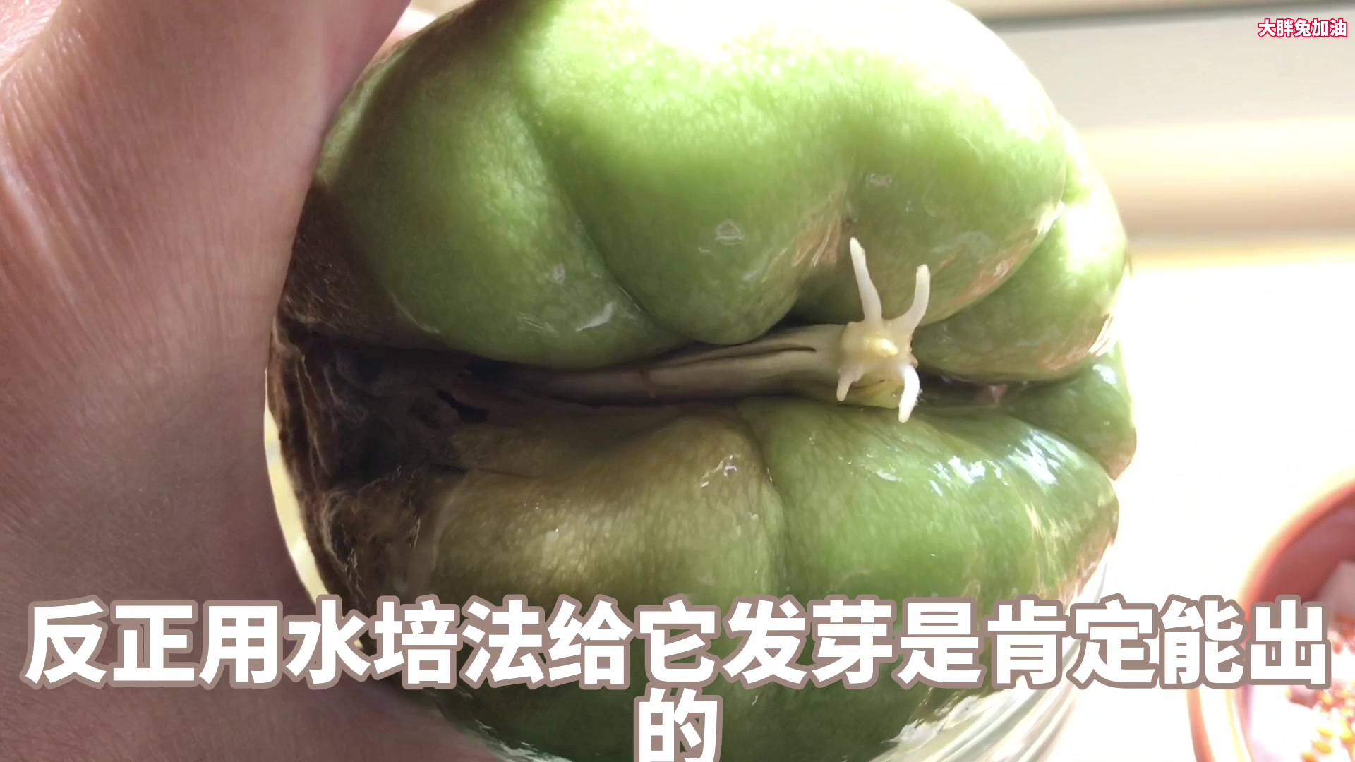 从超市买来的佛手瓜怎样催芽育苗