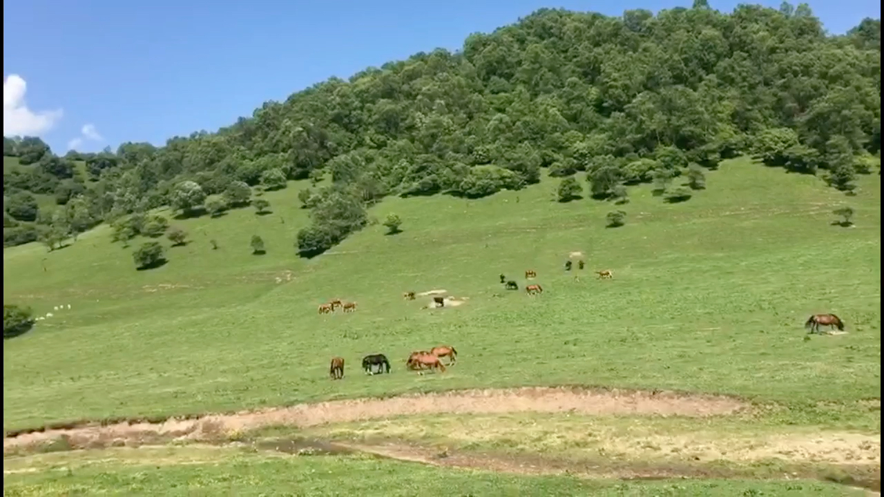 陝西寶雞關山牧場,感受秦人祖先們放馬在此的創業歷程_嗶哩嗶哩 (゜