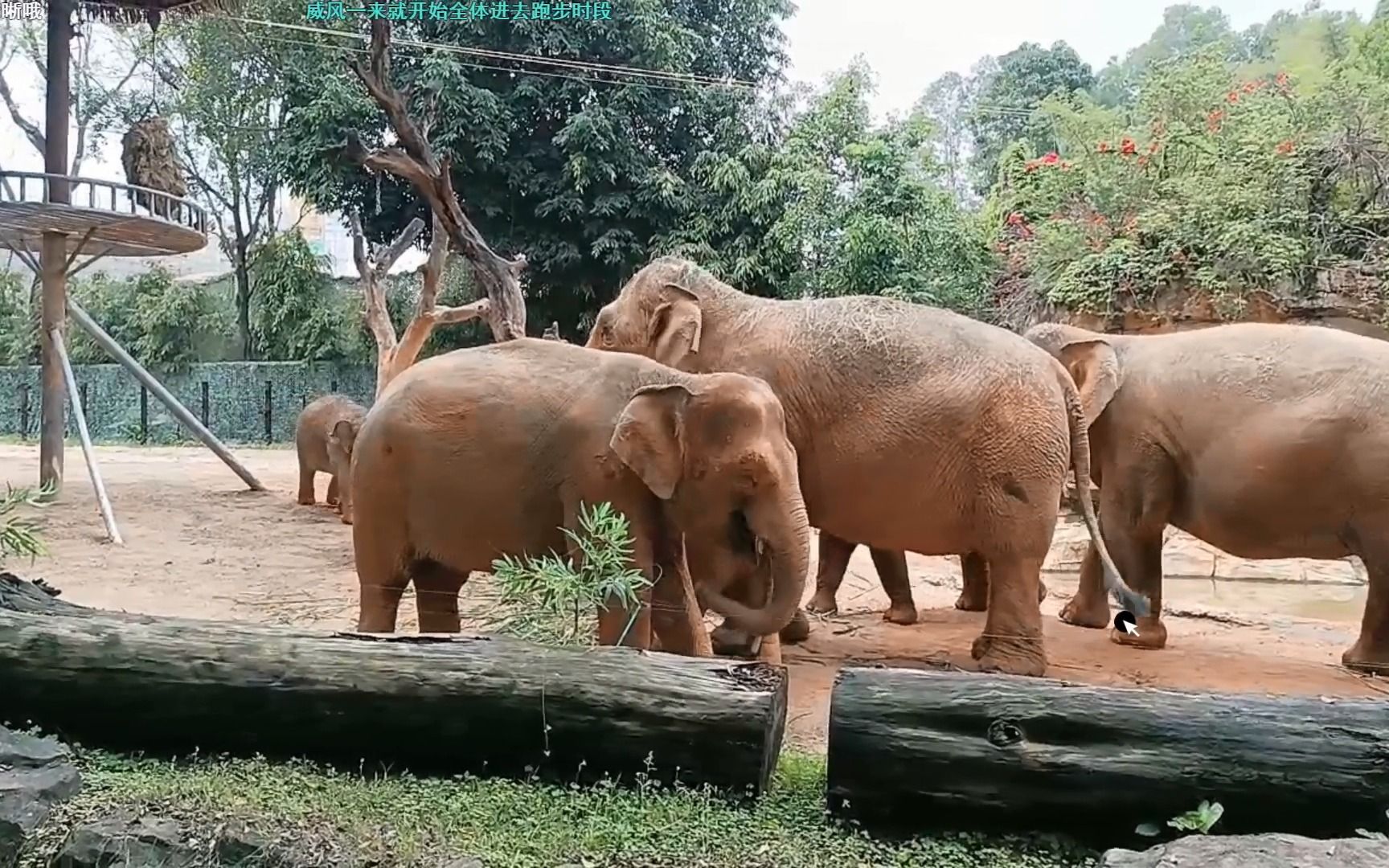 [图]22330亚洲象铲屎官录屏