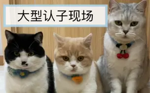 Download Video: 母猫可能同时怀上多只公猫的孩子？