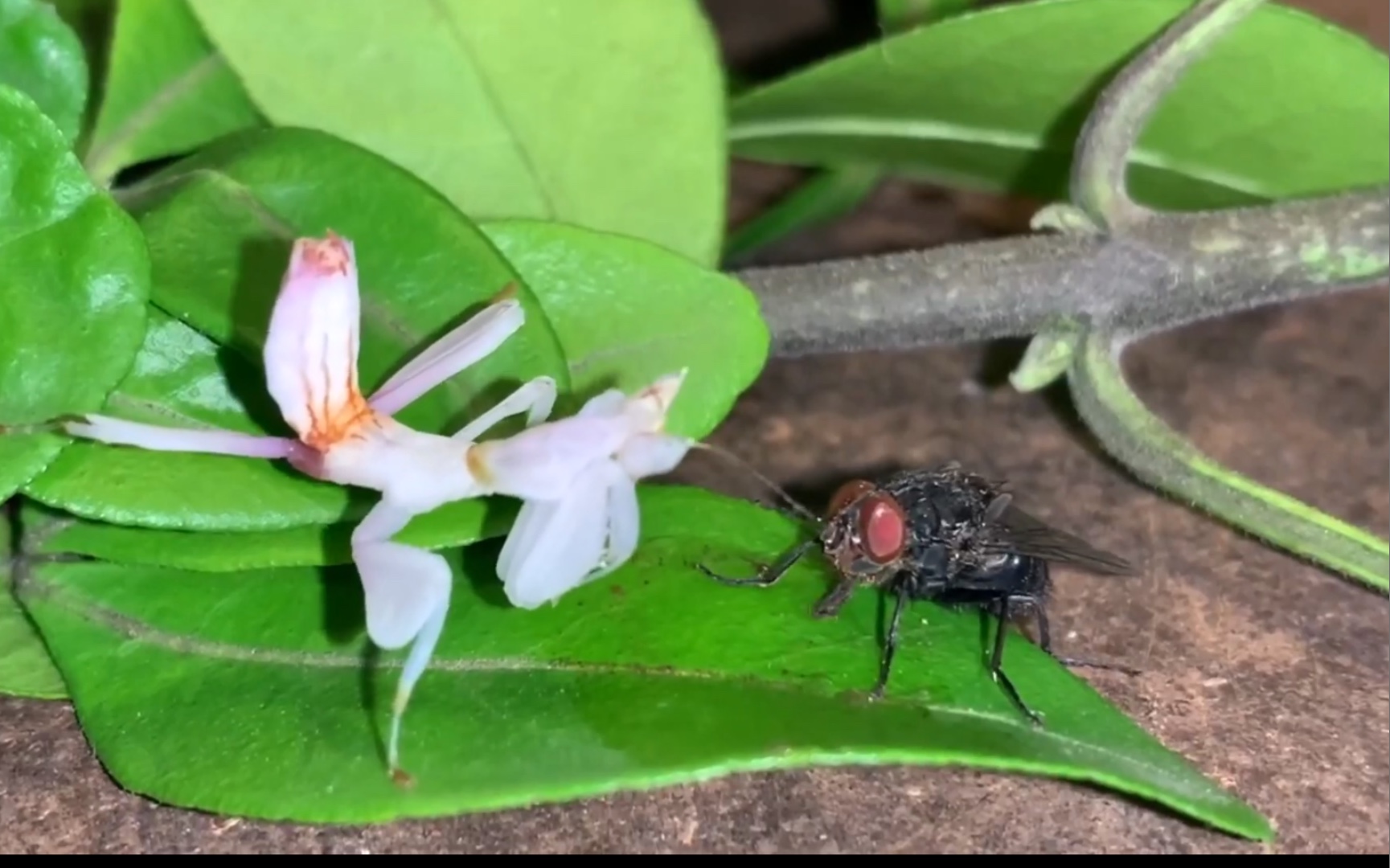 【兰花螳螂】美到极致的兰花螳螂捕食瞬间!