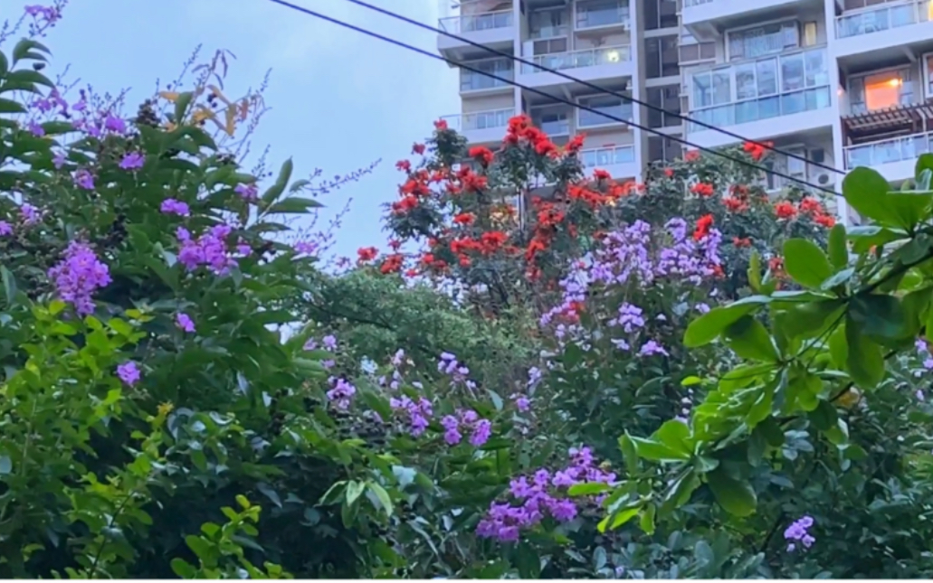 市政道路马路绿化随手拍:城市里的小森林ⷩ›襐Ž的夏天ⷧž쩗𔦔𖨗家ⷦˆ‘的物候学式人间记录ⷥŸŽ市植物多样性观察日记ⷤ𘀤𚛦𒡦œ‰艺术前景的日常片段...