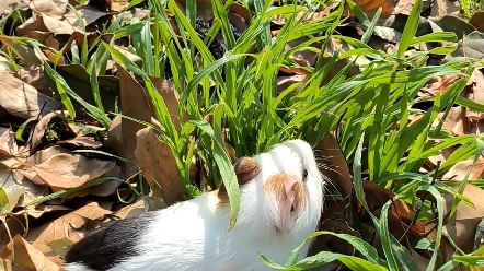 周末出来溜溜猪