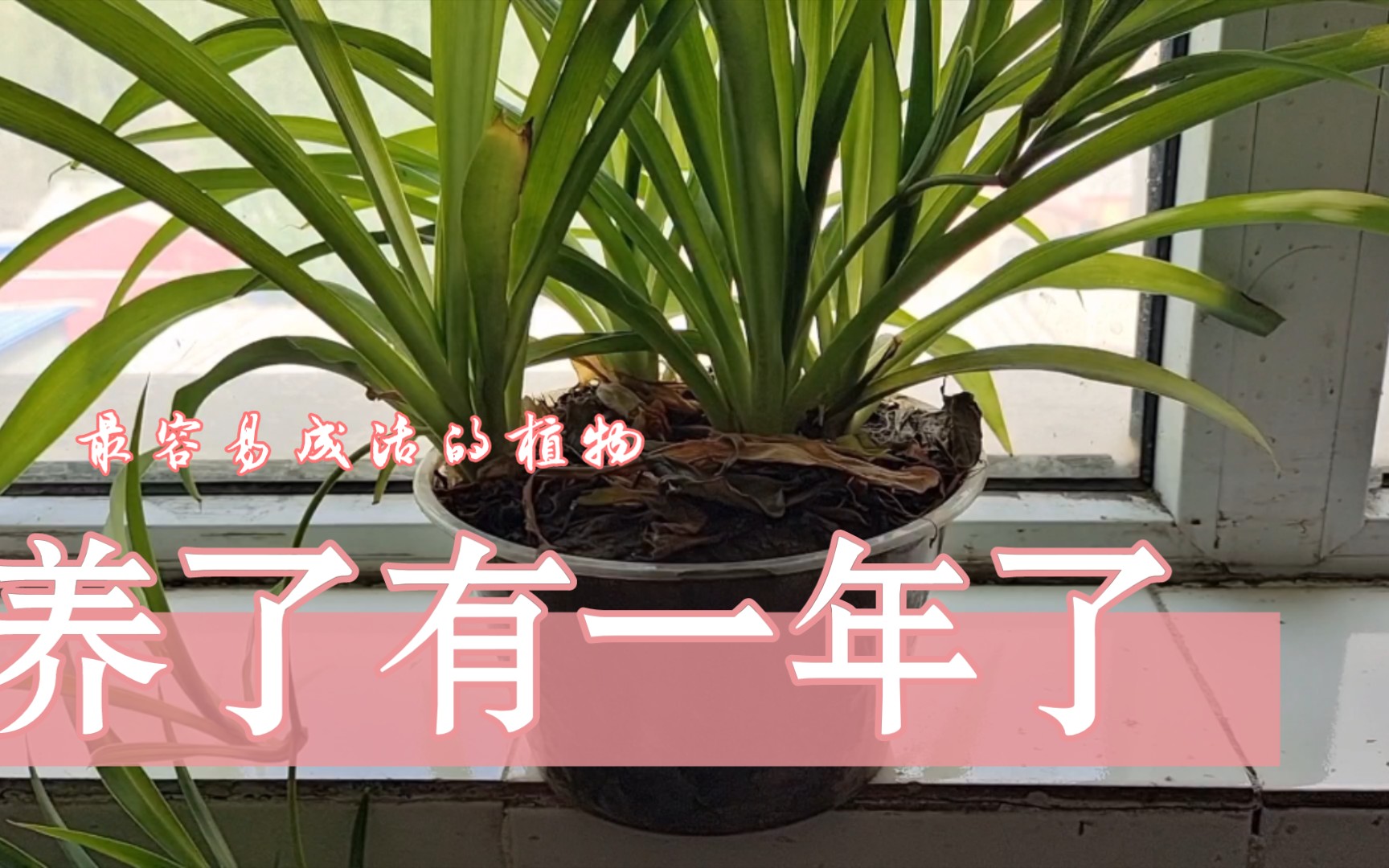 [图]小尕娃的时候种植的