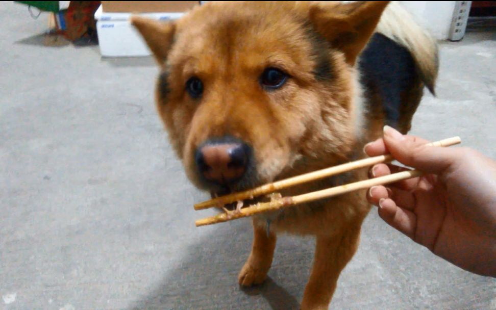 [图]【中华田园犬】有钱人家狗吃狗粮，穷人家的七叶小可爱只能玉米面果腹（滑稽）