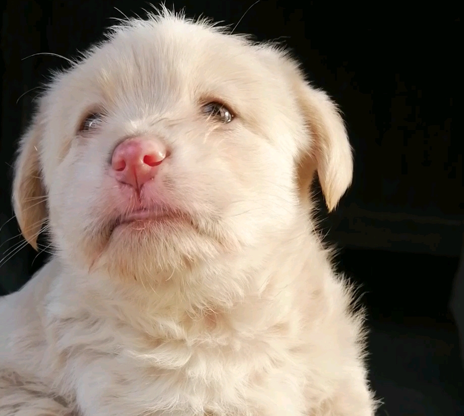 小奶狗真滴太可爱了