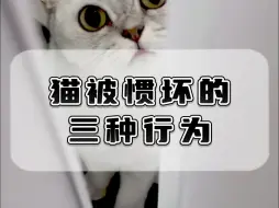 Download Video: 猫一旦出现这3种行为，说明你对猫惯过头啦