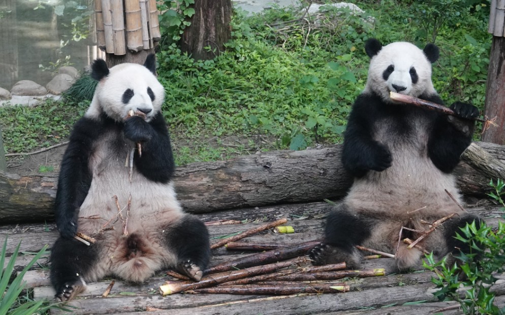 【大熊猫和风星光】200607一起开开心心早饭_哔哩哔哩_bilibili