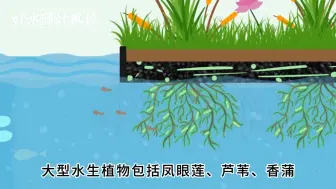 下载视频: 水体富营养化预防的生物性措施