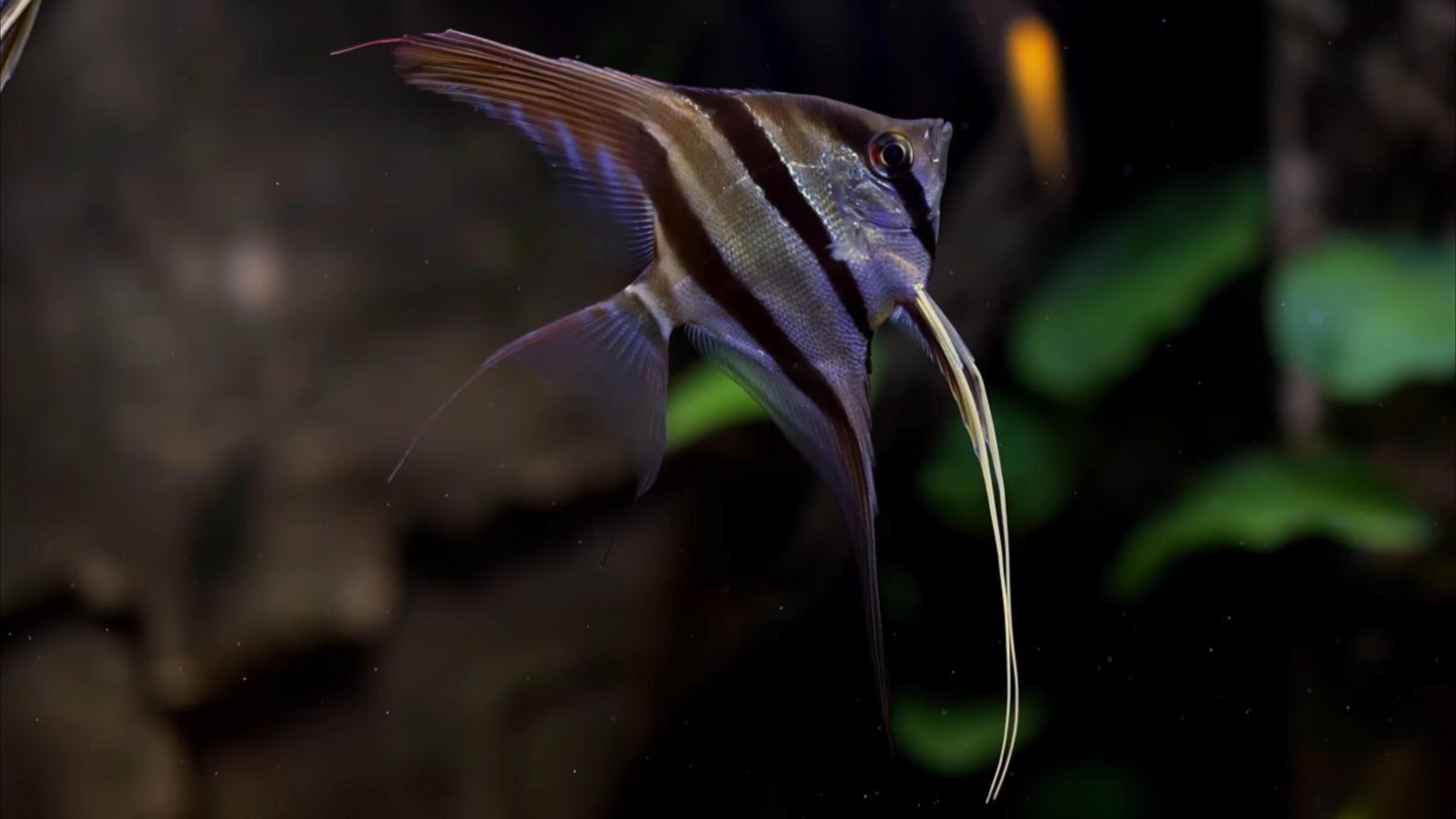 埃及神仙鱼的绝美瞬间