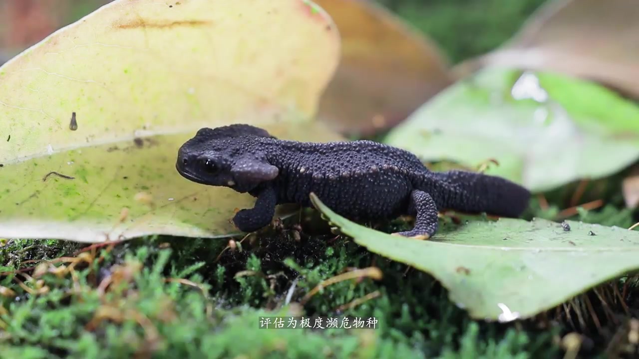 镇海棘螈为何被称作宁波的大熊猫