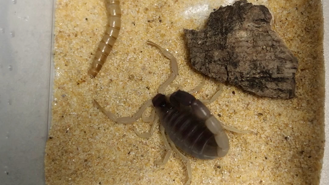 青玉粗尾蝎捕食面包虫