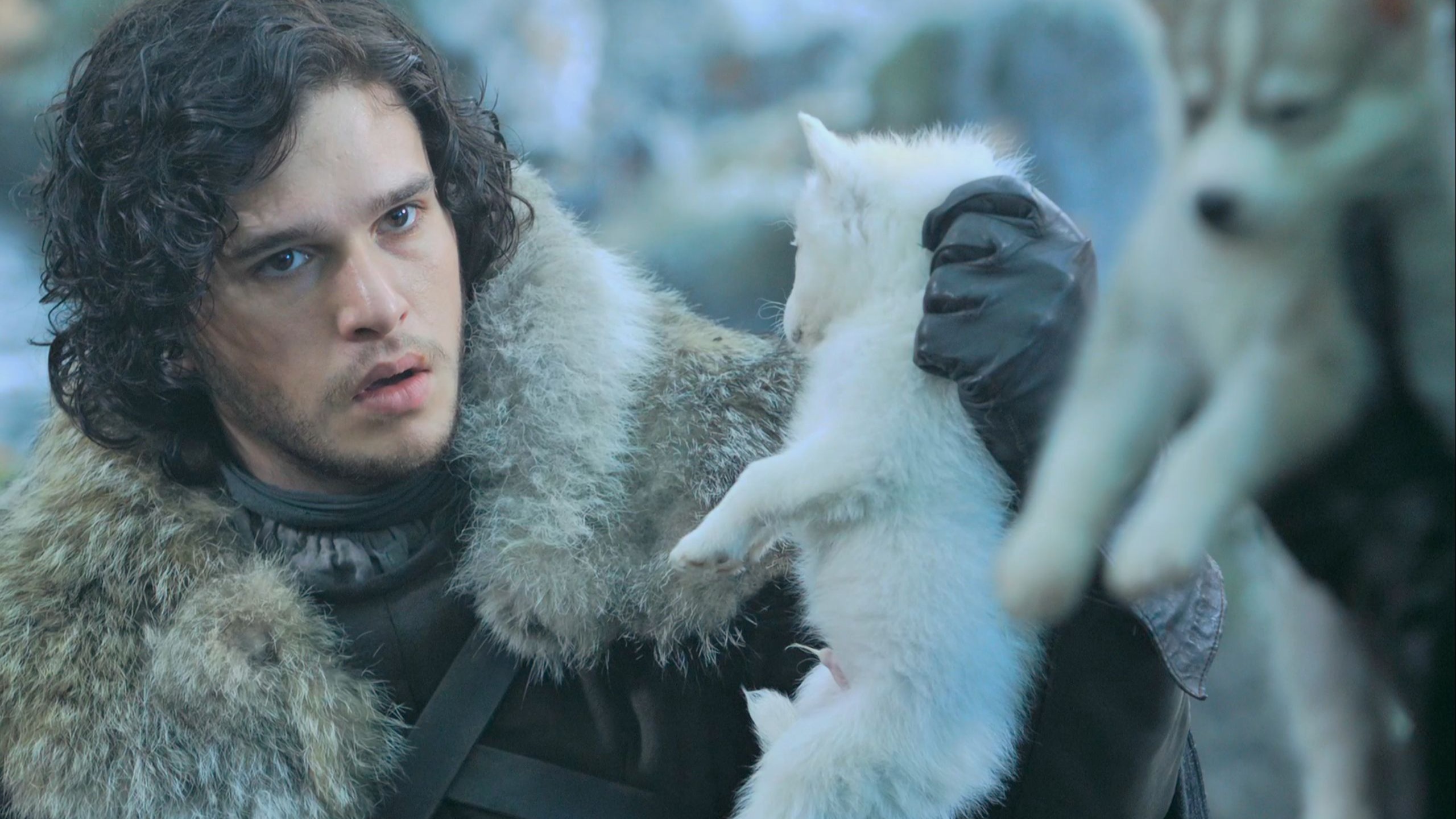 4k 权力的游戏 琼恩雪诺的冰原狼