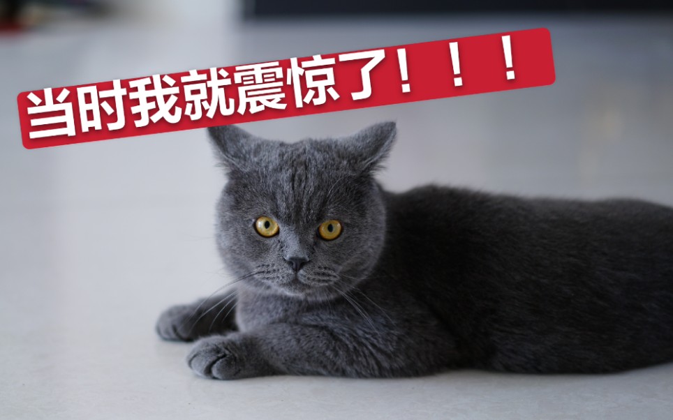 【英短蓝猫】女朋友的猫睡觉居然抖腿??哔哩哔哩bilibili