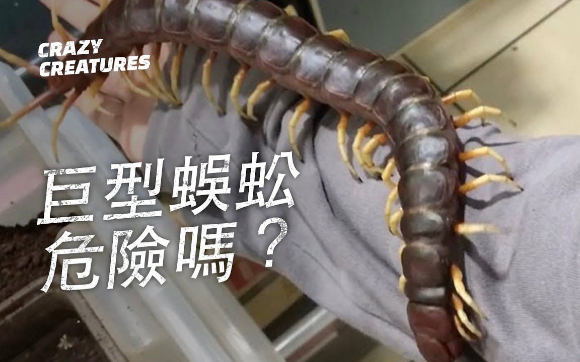 巨型蜈蚣危險嗎?_ 奇怪動物紀錄片