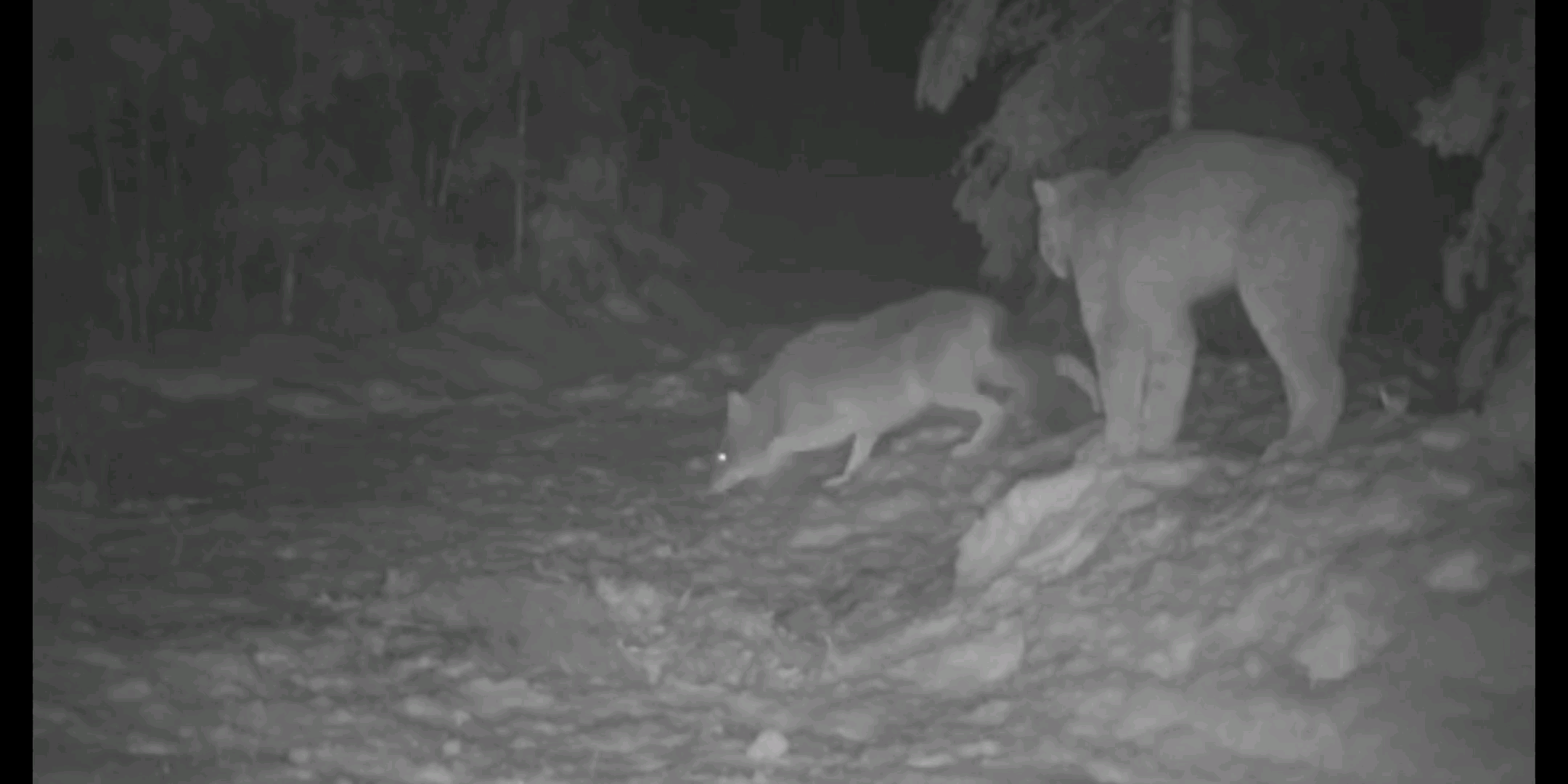 [图]一场搞笑的对峙，猞猁遭遇戏精郊狼，笨狼被暴打。