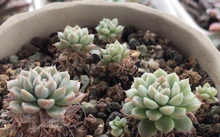 多肉植物 墨西哥姬莲 月影系多肉