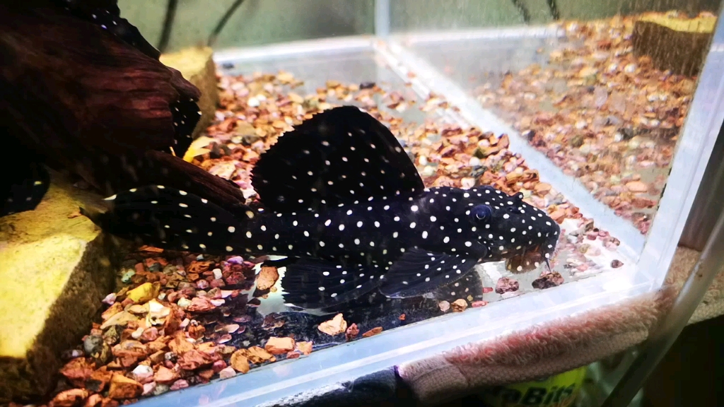 黑白双星亚坦克异形鱼_哔哩哔哩_bilibili