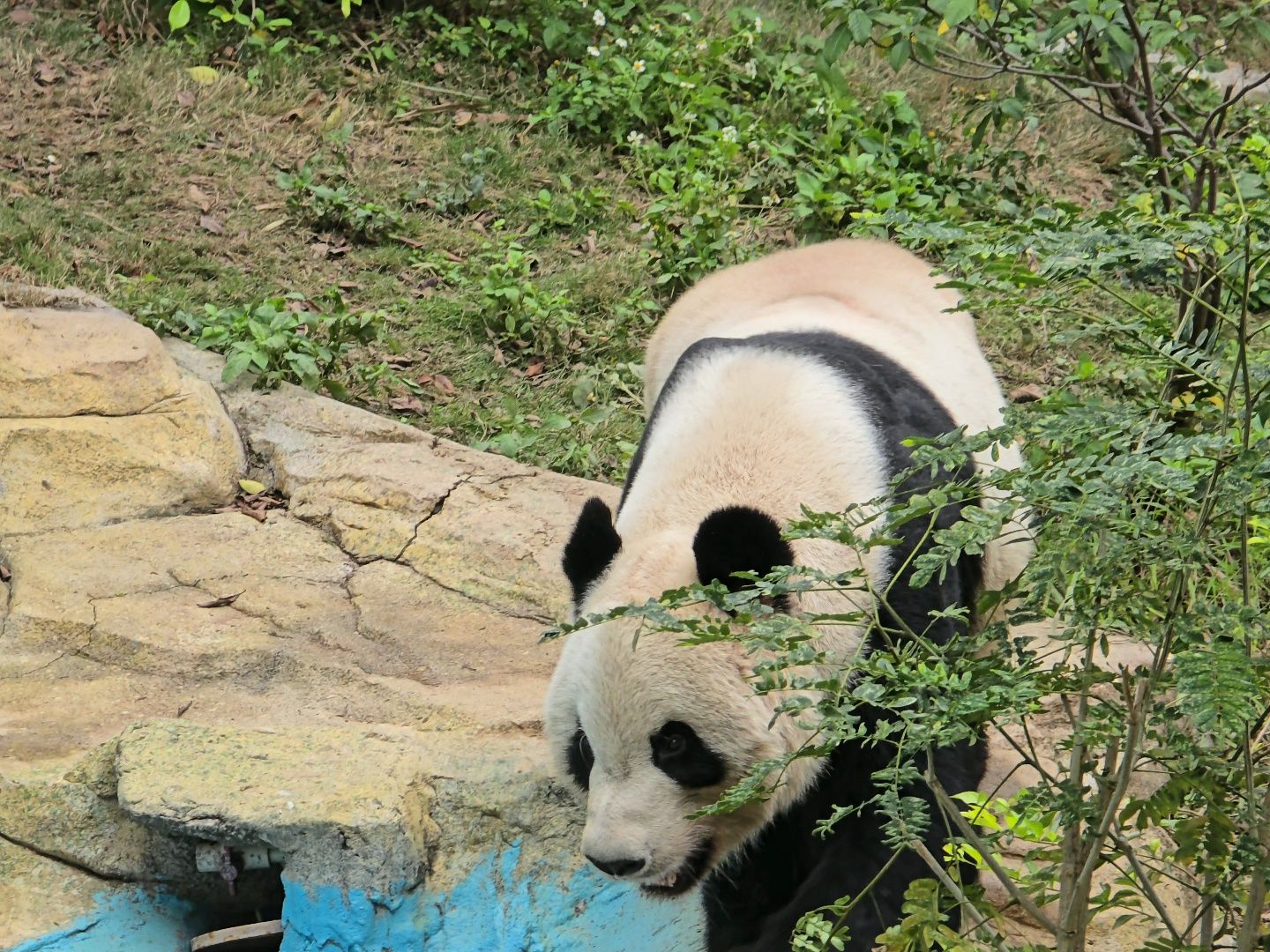 东莞最大的动物园图片