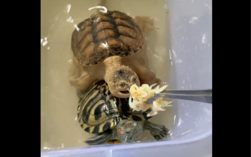 喂巴西龟 小鳄龟 吃虾皮