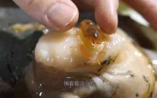 江瑶柱 搜索结果 哔哩哔哩 Bilibili