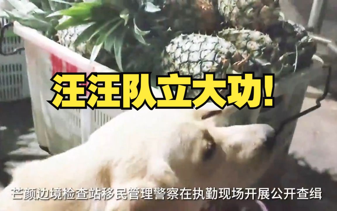 警犬云骁识破菠萝藏毒近70公斤哔哩哔哩bilibili