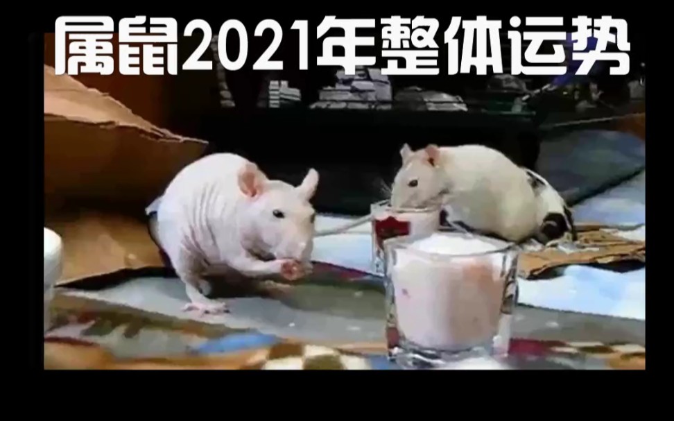 2021年属鼠人的整体运势哔哩哔哩bilibili