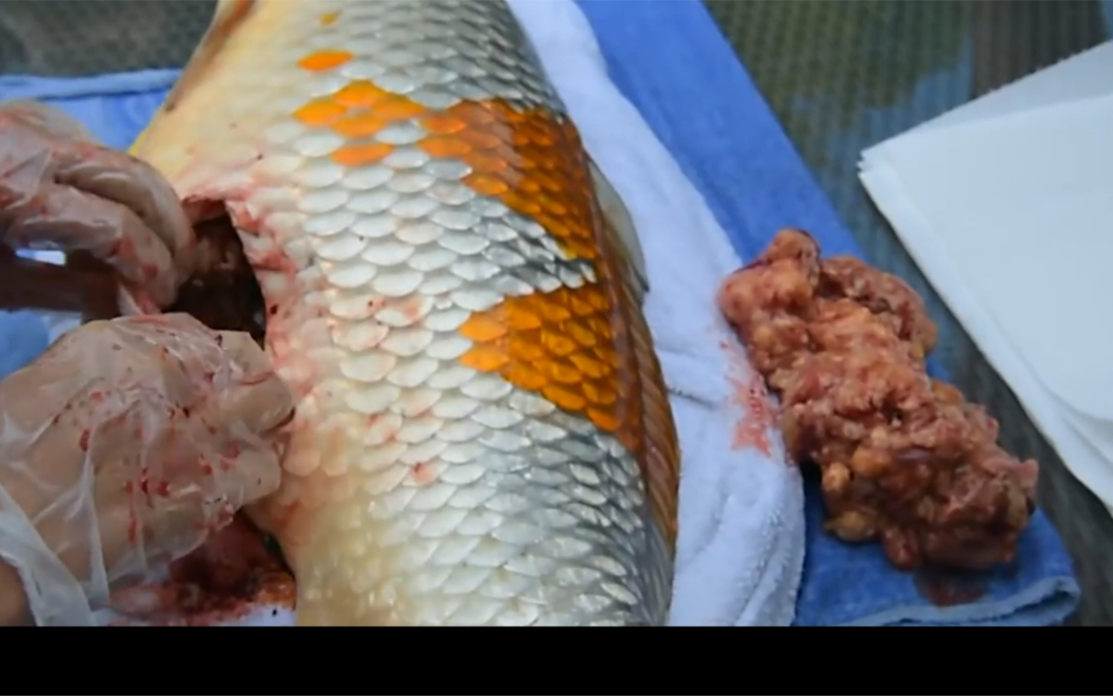 20斤宠物锦鲤肚里长了巨型肿瘤,主人毫不犹豫,花费上万元为鱼做手术!