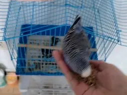 今天来教大家如何来训练鹦鹉
