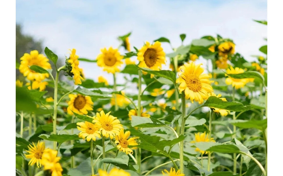 那片花那片海拍摄地点图片