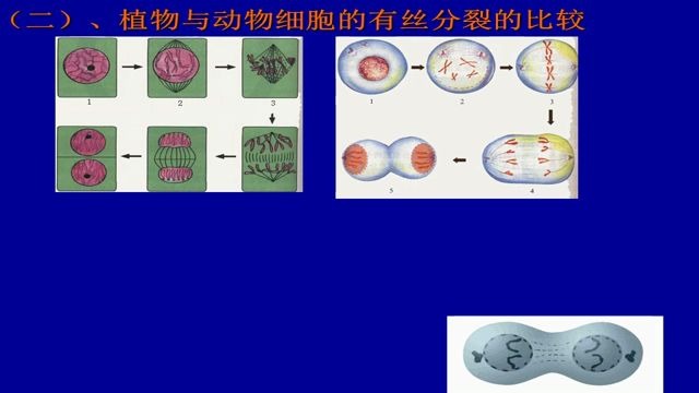 6.13动物细胞有丝分裂和无丝分裂哔哩哔哩bilibili