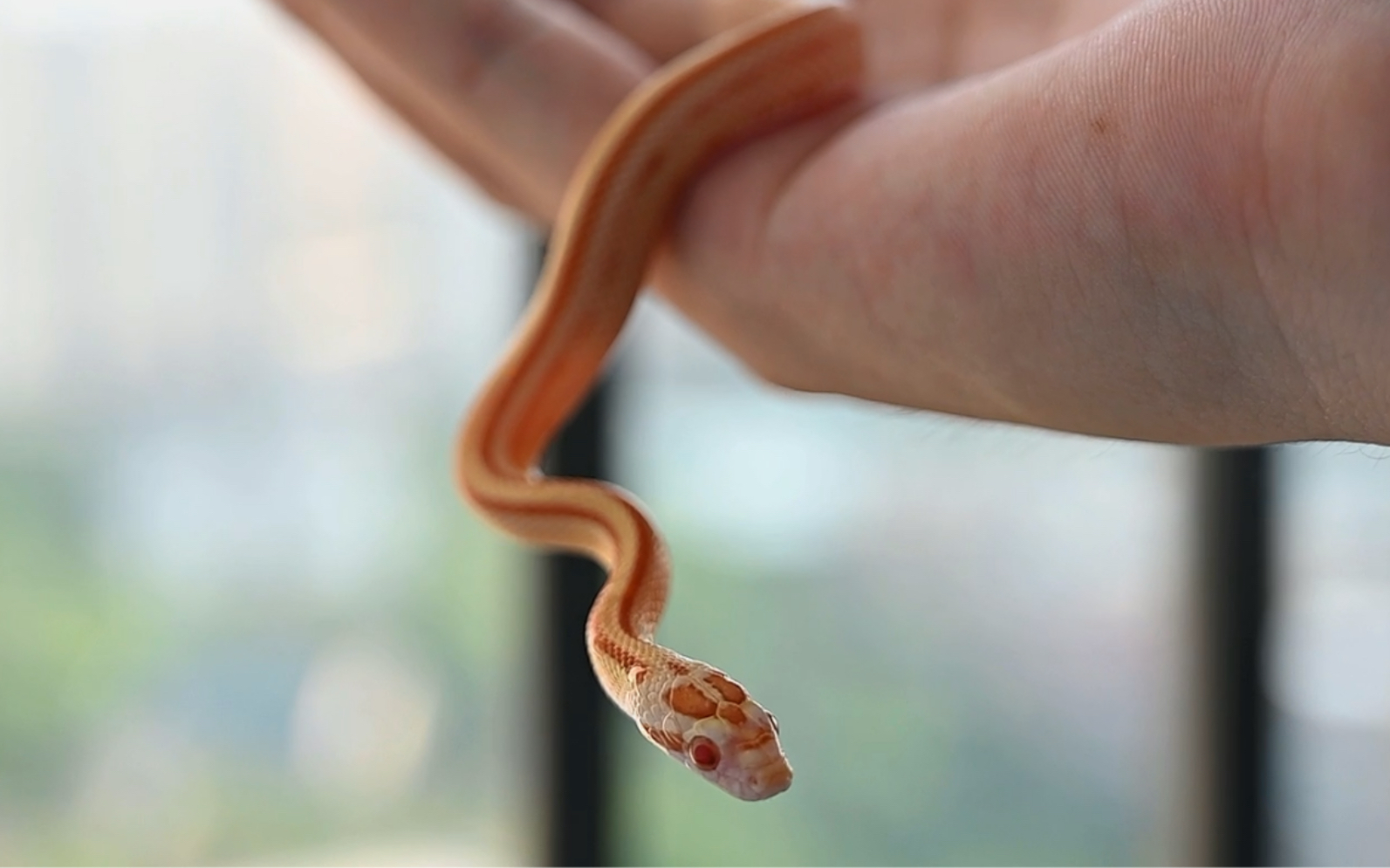 【玉米蛇】阳光下的牛油直线和金沙双直