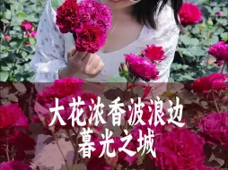 Download Video: 【惠惠的花园】大花浓香型月季-“暮光之城”带有独特的波浪边，株型矮小紧凑，抗性好，耐热皮实复花快。