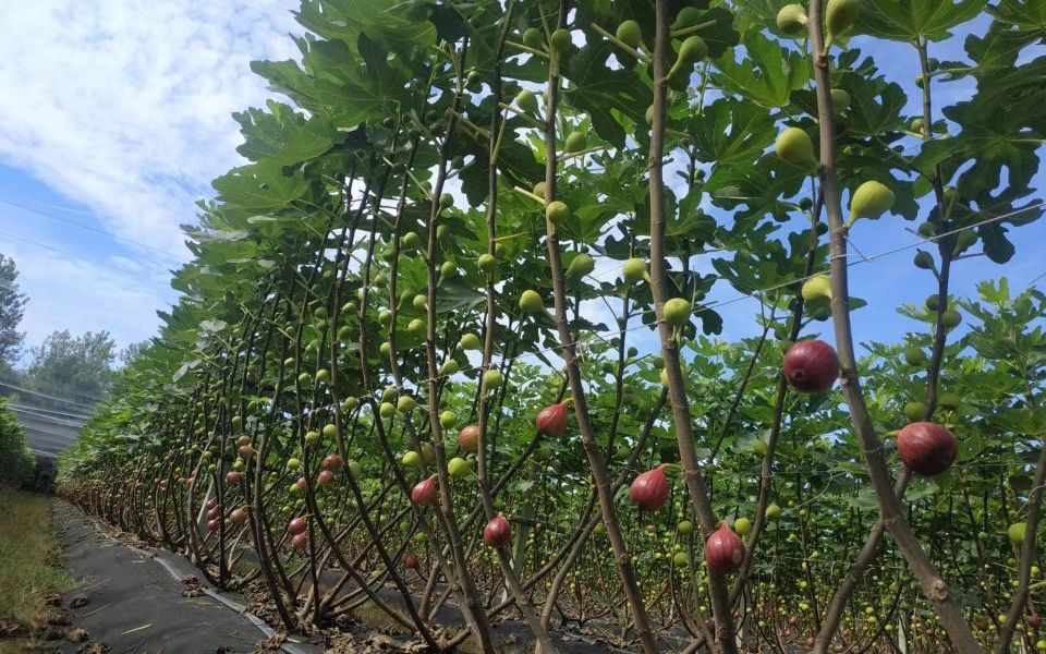 有效的清园 正确的防止锈病?让你的无花果园,产量倍增!