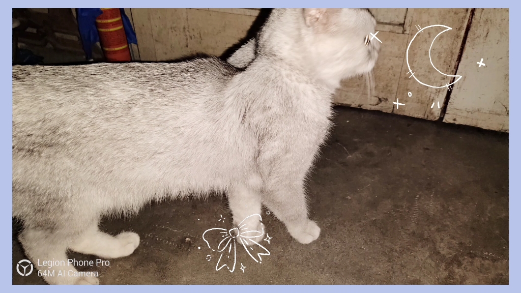 白猫黑鼻子,黑猫白鼻子,黑猫的白鼻子,碰破了白猫的黑鼻子,白猫的黑