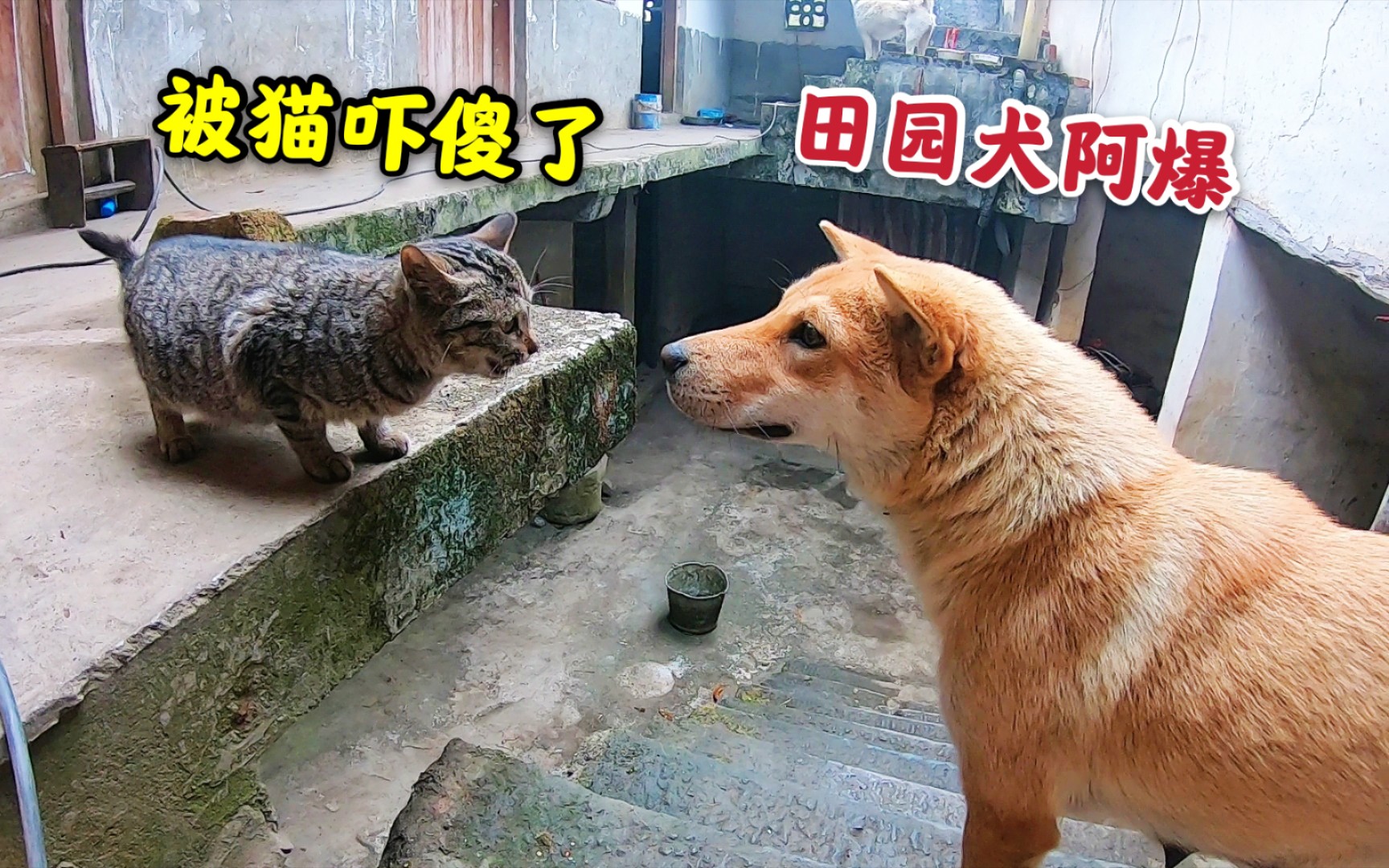 田园犬阿爆真怂被狸花猫吓到不敢动在美食面前它居然也投降了