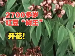 Скачать видео: 罕见！四川2700多岁的红豆树王花开满枝