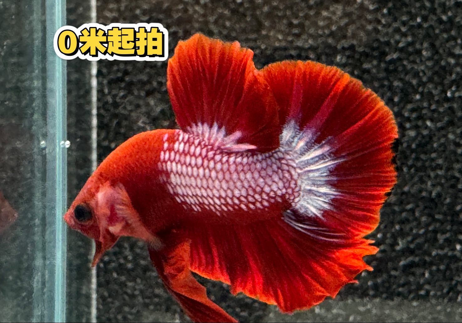 红肉星尾将军公斗鱼