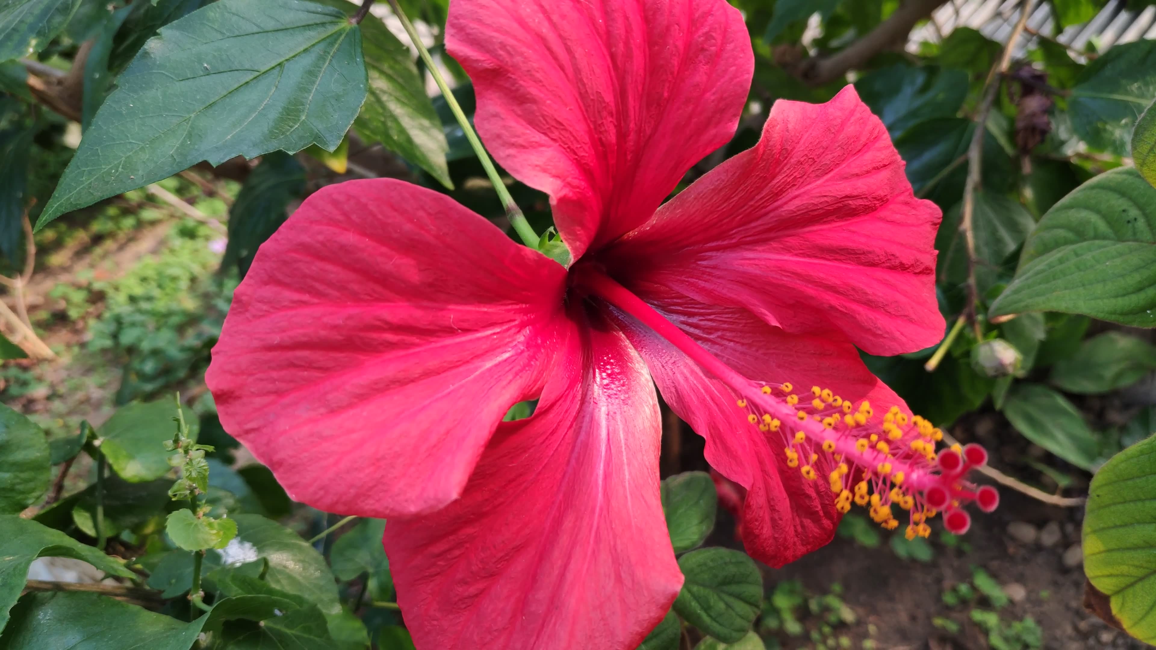 红扶桑美艳无伦,白鹤芋清新素雅,后海野鸭岛的野鸭,大雪.《荷塘月色》