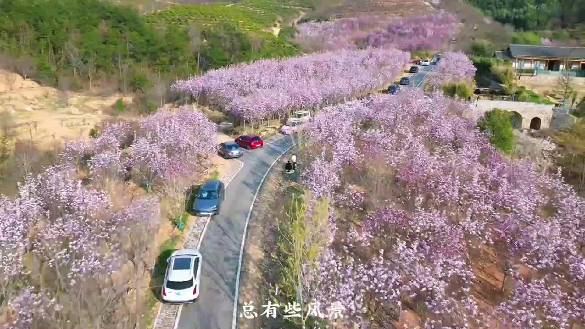 有些风景只有在春天才能看到哔哩哔哩bilibili