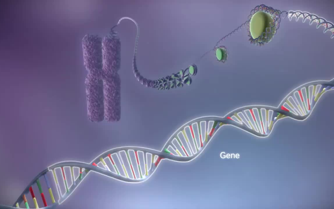 [小白]From DNA to protein  3D,蛋白质的合成,双语字幕哔哩哔哩bilibili