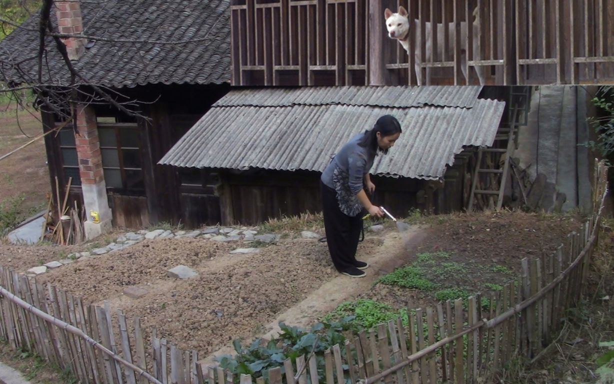 租栋山房来山居,木屋土灶,老树昏鸦,逗猫遛狗,自耕自种哔哩哔哩bilibili