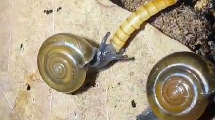 某种巨楯蛞蝓类半蛞蝓