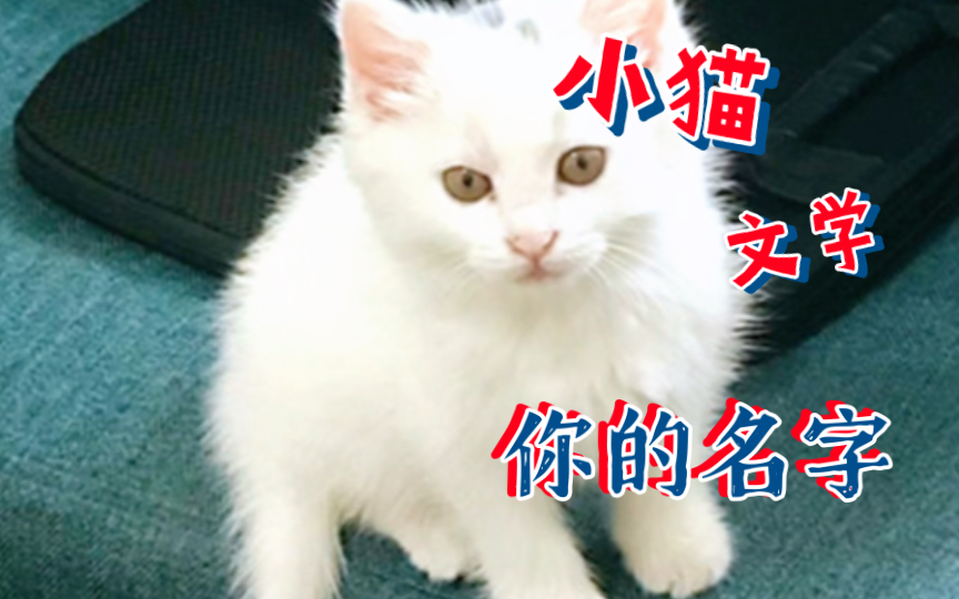 小猫文学:你的名字哔哩哔哩bilibili