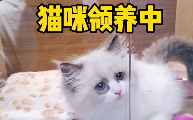 坐在家里看杭州猫咪领养幺社领猫馆猫咪领养哪里好哔哩哔哩bilibili